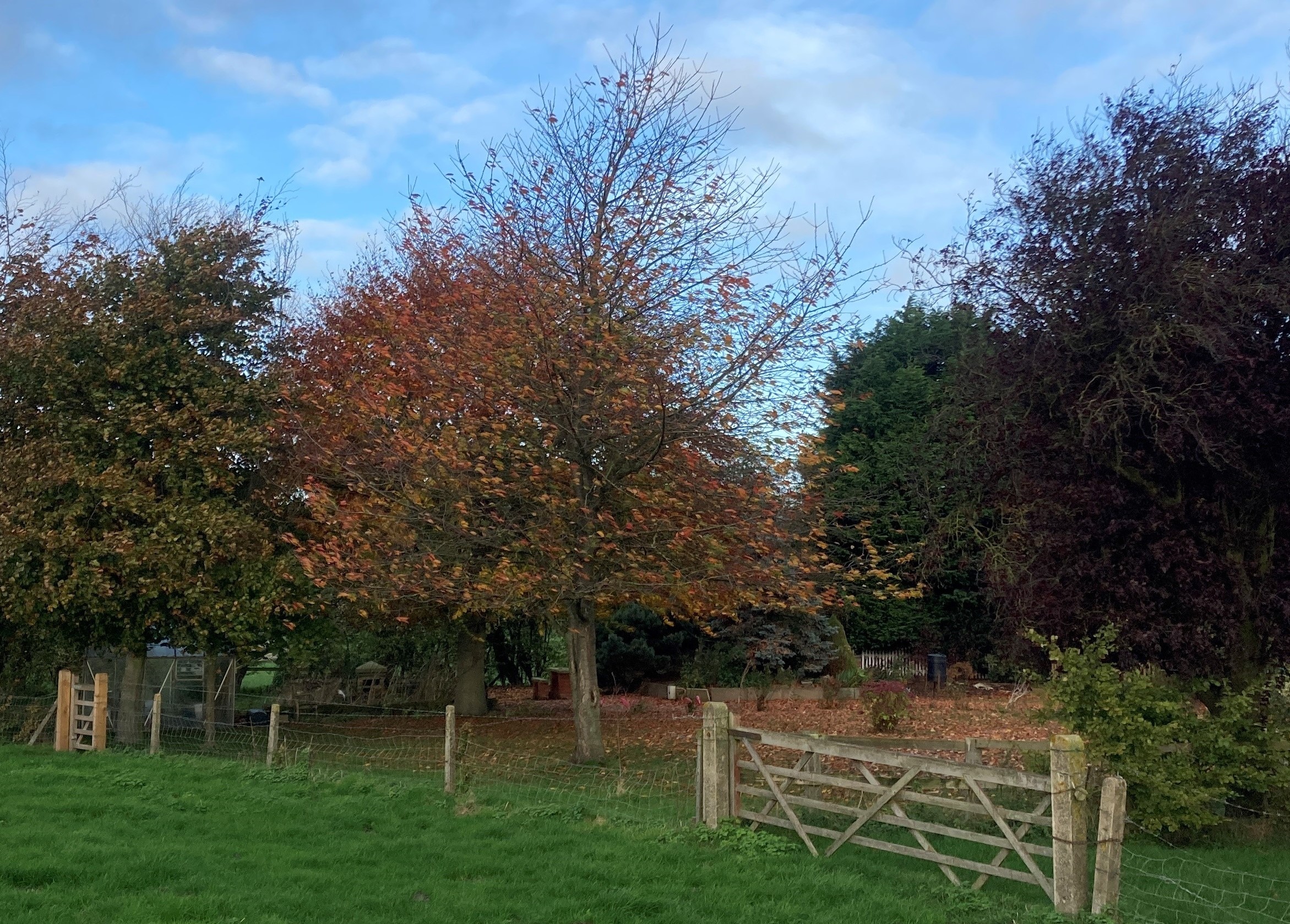 A photo of a tree in early winter with a gate and the edge of a grassy field in the foreground.