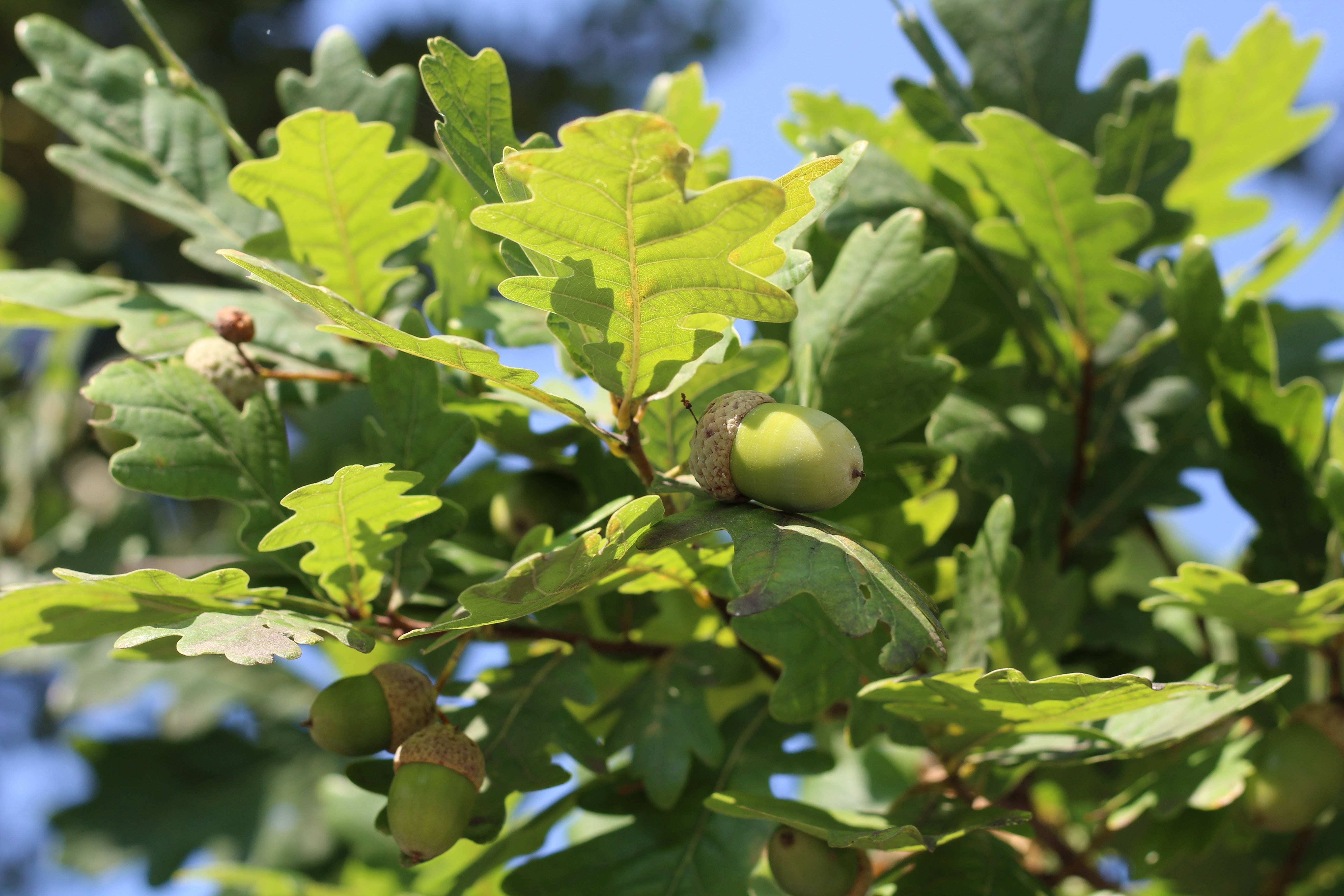 Acorns on a tree