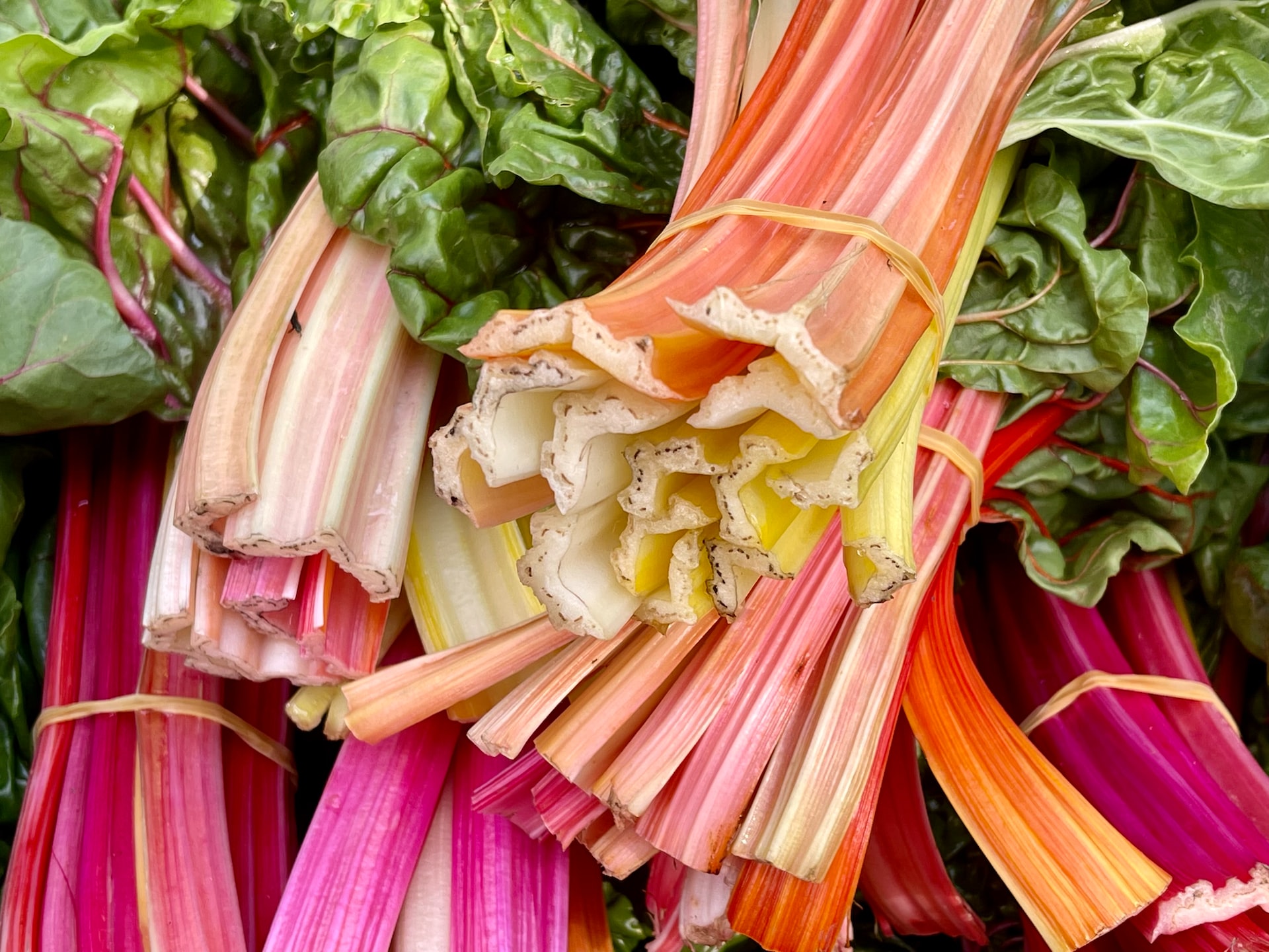Rhubarb