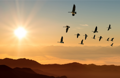 Birds flying in the sky